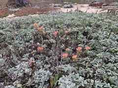 Castilleja affinis affinis