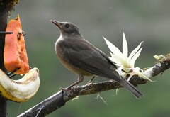 Turdus plebejus