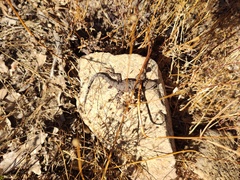 Urosaurus nigricauda