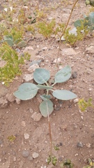 Cistanthe grandiflora