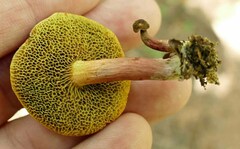 Xerocomellus intermedius