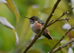 Selasphorus scintilla