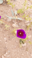 Cistanthe grandiflora