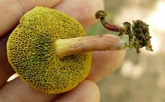 Xerocomellus intermedius