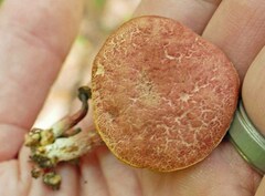 Xerocomellus intermedius