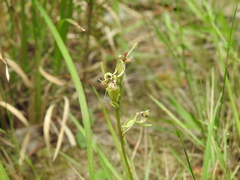 Arthrochilus irritabilis