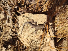 Urosaurus nigricauda