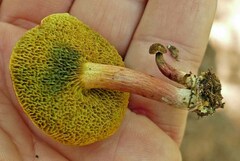 Xerocomellus intermedius