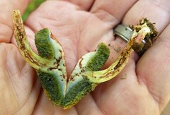 Xerocomellus intermedius