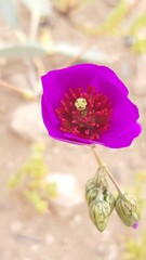 Cistanthe grandiflora