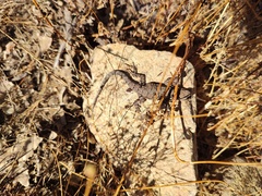 Urosaurus nigricauda