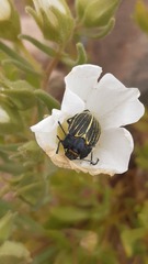 Geoborus rugipennis