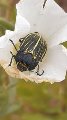 Geoborus rugipennis