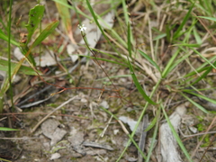 Stylidium tenerum