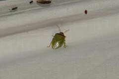 Piezodorus guildinii