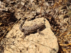 Urosaurus nigricauda