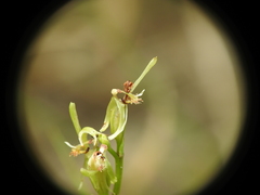 Arthrochilus irritabilis