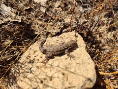 Urosaurus nigricauda