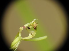 Arthrochilus irritabilis