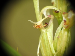 Arthrochilus irritabilis