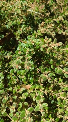 Pomaderris paniculosa