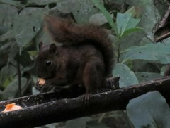 Sciurus granatensis