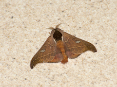 Hylesia nanus