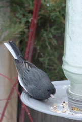 Junco