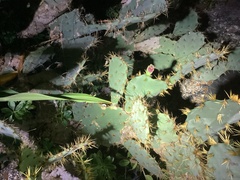 Opuntia stricta