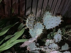 Opuntia stricta
