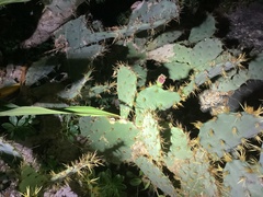 Opuntia stricta