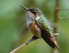 Selasphorus scintilla