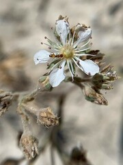 Ivesia kingii eremica