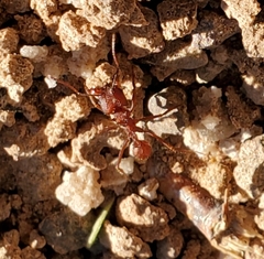 Acromyrmex versicolor