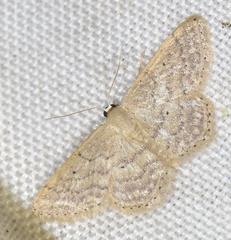 Idaea obsoletaria