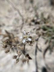 Ivesia kingii eremica