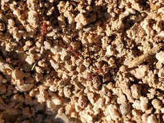 Acromyrmex versicolor