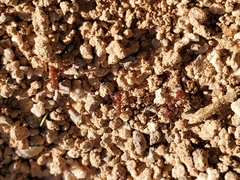 Acromyrmex versicolor