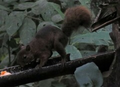 Sciurus granatensis