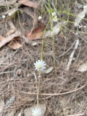 Actinotus minor