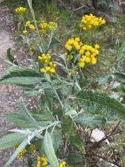 Senecio hypoleucus