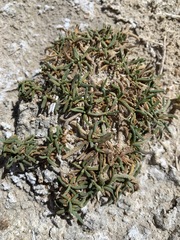 Ivesia kingii eremica