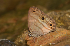 Hermeuptychia harmonia