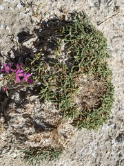 Ivesia kingii eremica