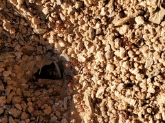 Acromyrmex versicolor