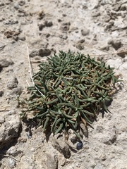 Ivesia kingii eremica
