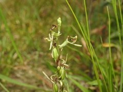 Arthrochilus irritabilis