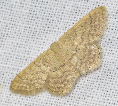 Idaea obsoletaria