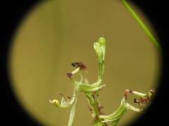 Arthrochilus irritabilis