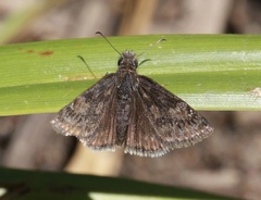 Erynnis afranius